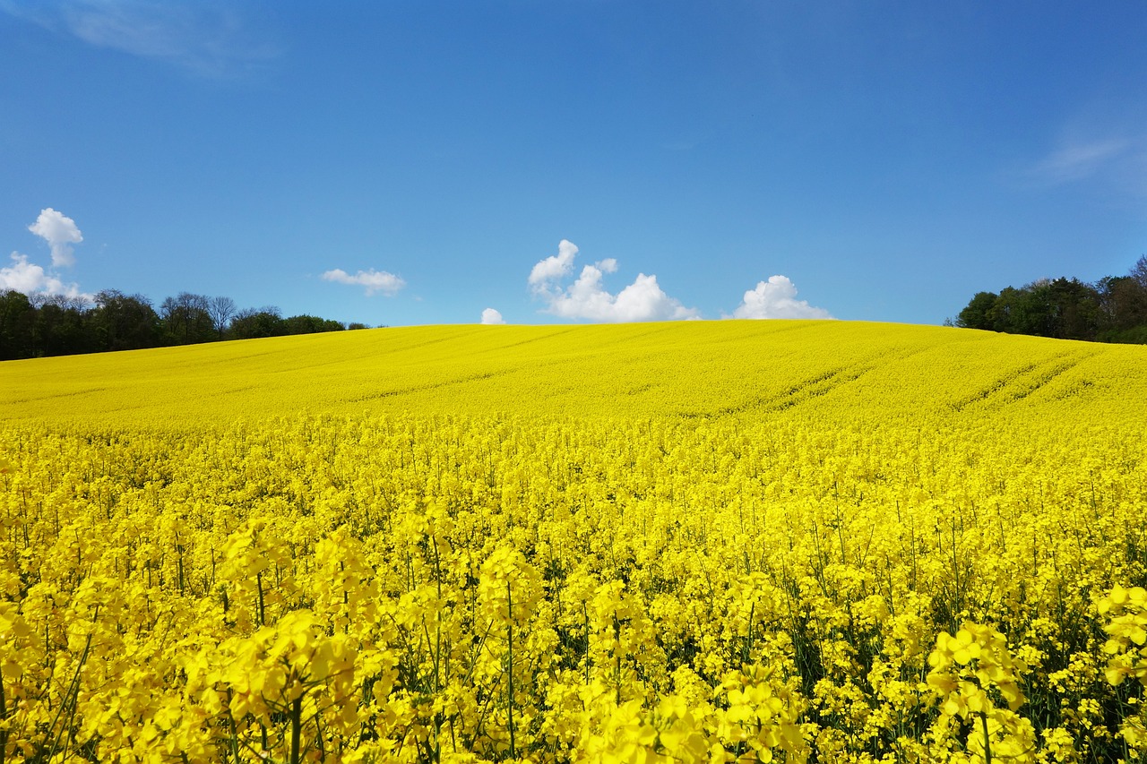 field of blooms - ATB